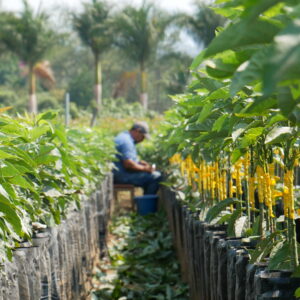 Mexican Hass Avocado Grafted plant