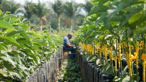 Mexican Hass Avocado Grafted plant