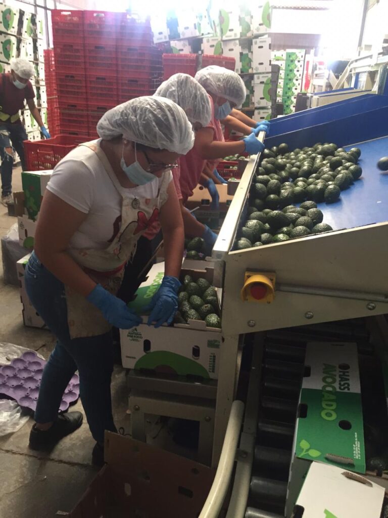 Mexican Avocado Packing House supplier grower