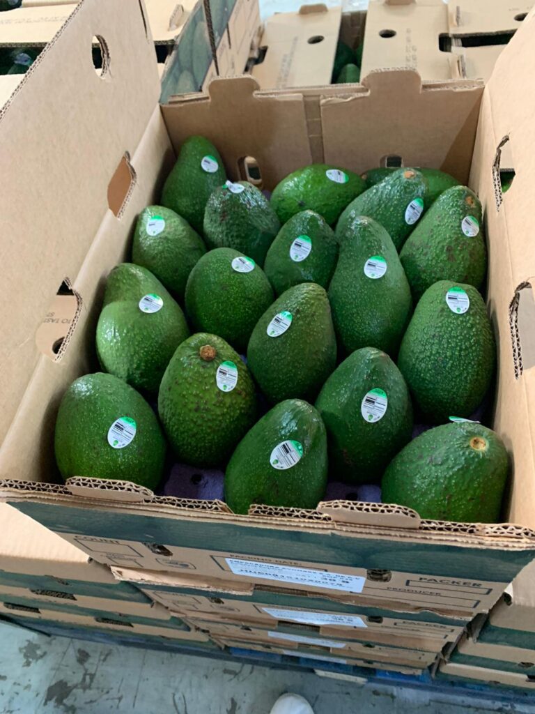 Mexican Avocado Packing House supplier grower