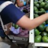 Mexican Avocado Packing House supplier grower