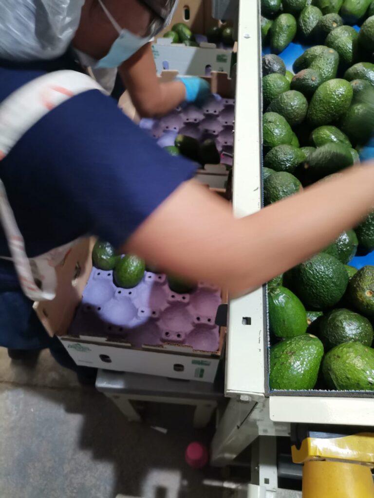 Mexican Avocado Packing House supplier grower