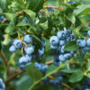 Mexican certified Blueberry Biloxi plant for exports - Image 7