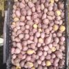Mexico avocado  seed supplier