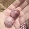 Mexico avocado  seed supplier