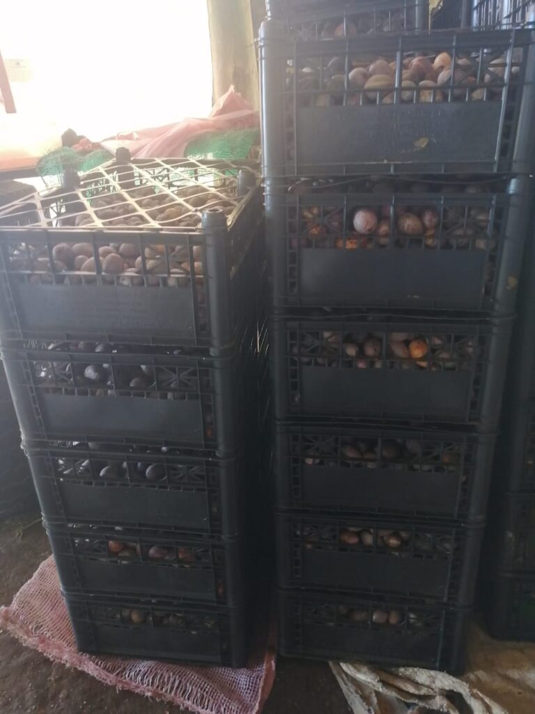 Mexico avocado  seed supplier