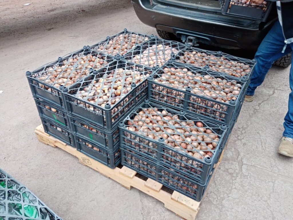 Mexico avocado  seed supplier