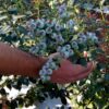 Mexican certified Blueberry Biloxi plant for exports - Image 9