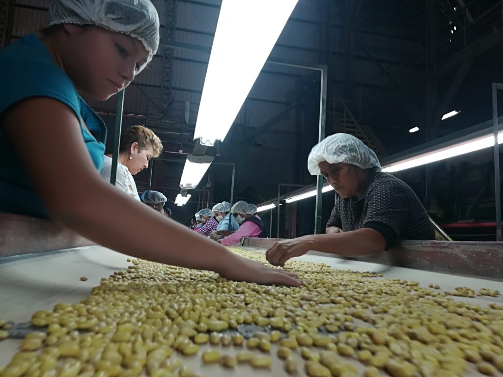 Peruvian yellow bean Mexico exports project
