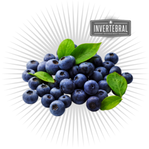 Invertebral Blueberry Biloxi Plant for exports
