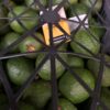 22Lb / 10Kg Fresh Avocado por exports - Image 5