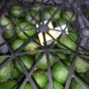 22Lb / 10Kg Fresh Avocado por exports - Image 2