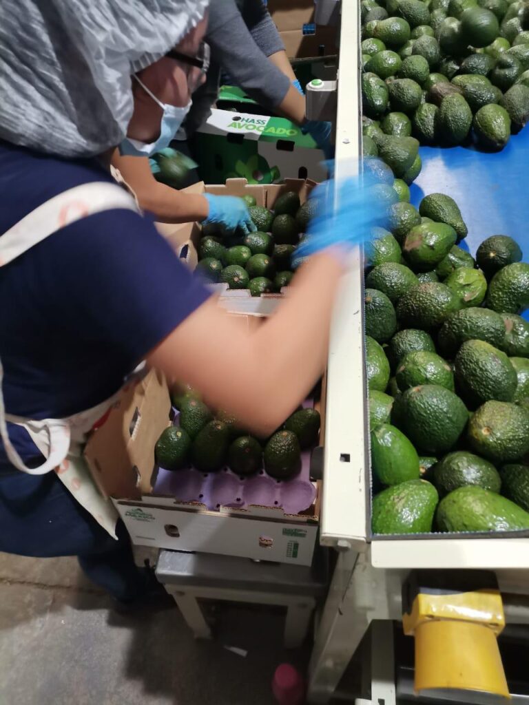 Mexican Hass Avocado 2021 export season