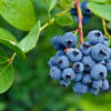 Mexican certified Blueberry Biloxi plant for exports - Image 6