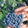 Mexican certified Blueberry Biloxi plant for exports - Image 8