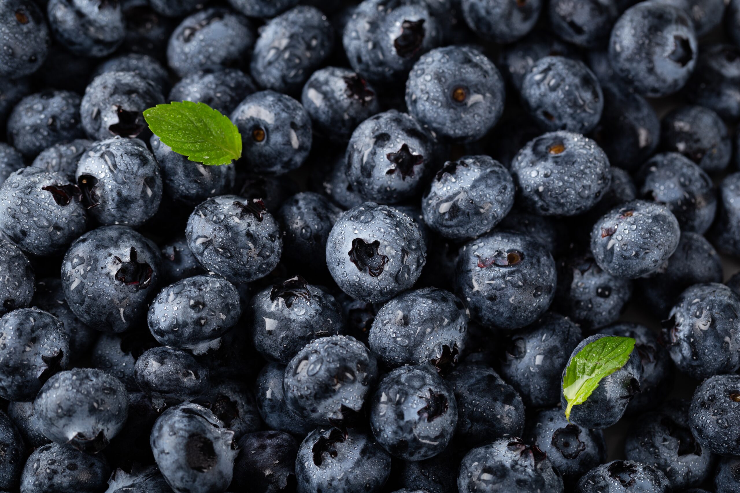 Mexican Blueberries don´t seriously injure the US Industry: USITC