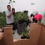 Mexican Hass Avocado grafted plant Kuwait UEA Jordan Lebanon