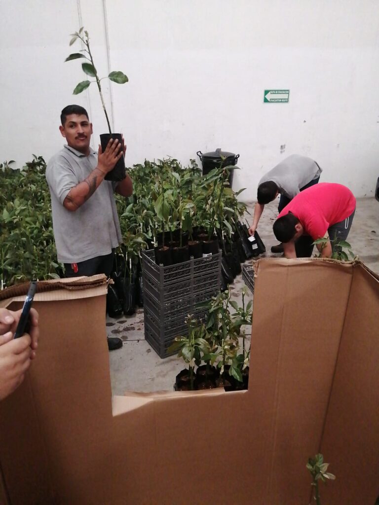 Mexican Hass Avocado grafted plant Kuwait UEA Jordan Lebanon