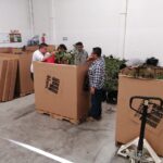 Mexican Hass Avocado grafted plant Kuwait UEA Jordan Lebanon
