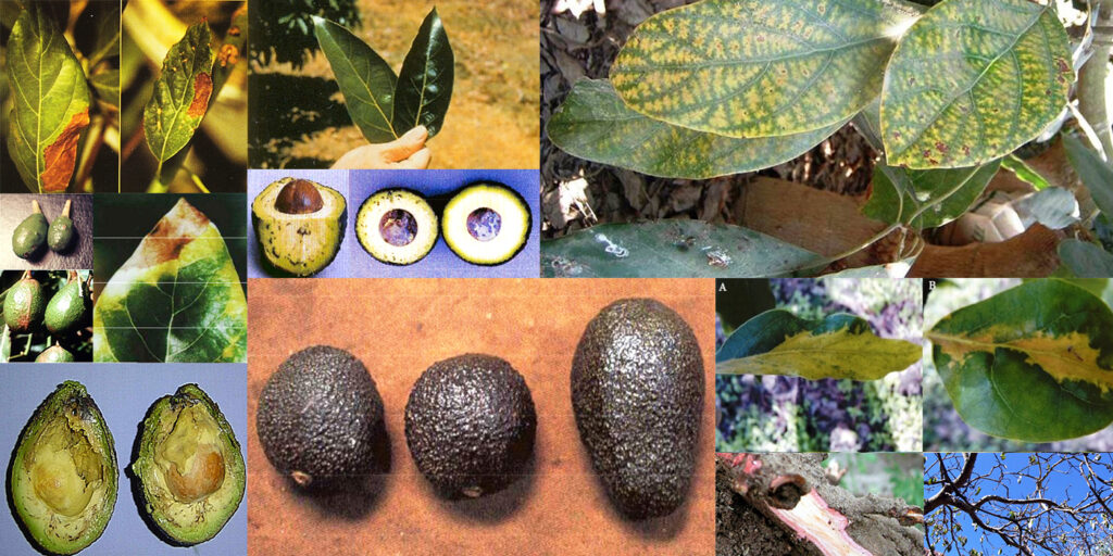 Portalfruticola