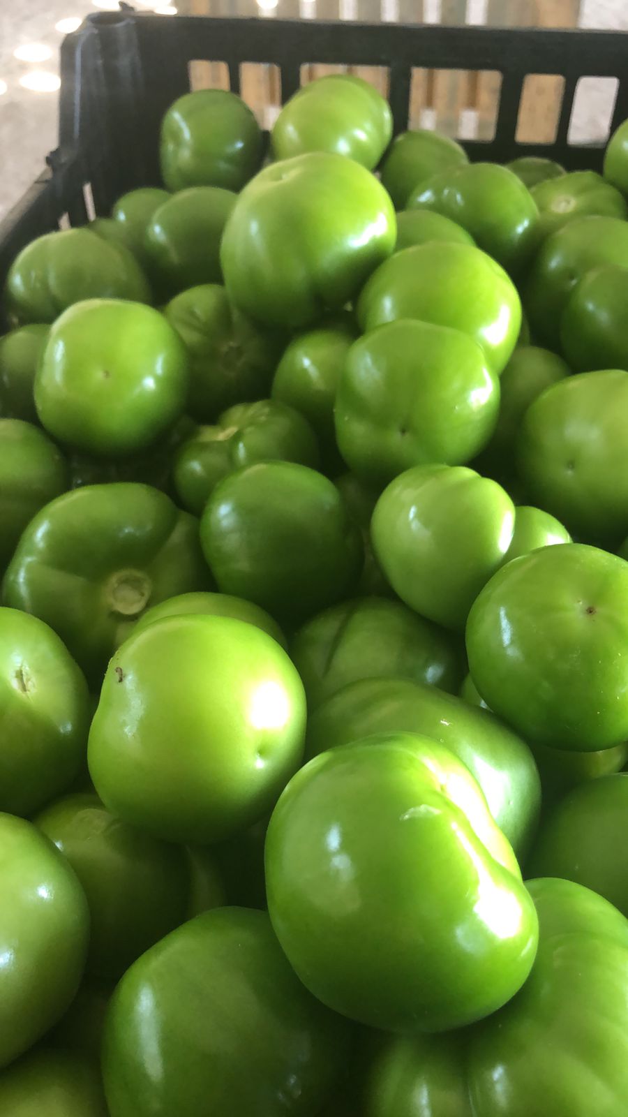 La emocionante experiencia de exportar por primera vez Tomatillo Verde mexicano a Estados Unidos
