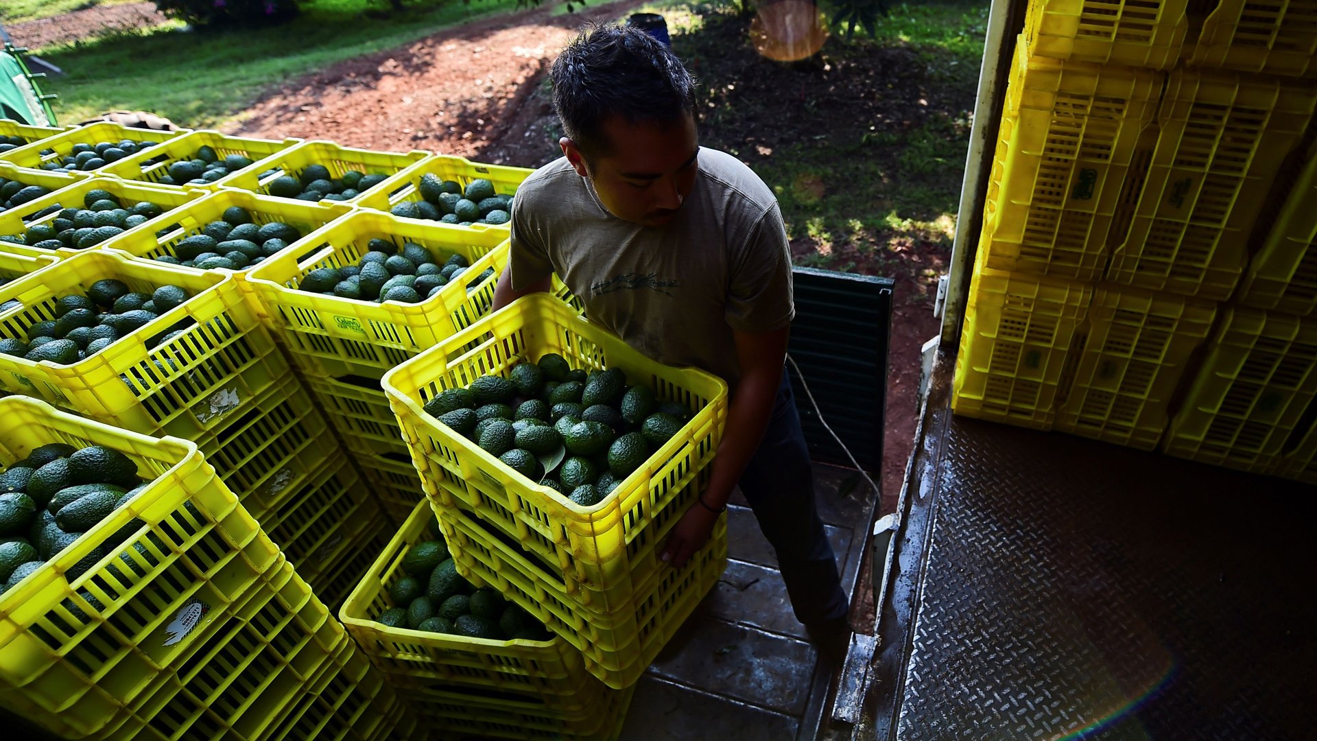 Autoriza Estados Unidos importación de aguacate Hass de Jalisco