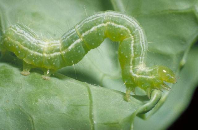 Plague Control: Hass Avocado treatment suggestion for False Measuring Worm and Web Worm pests