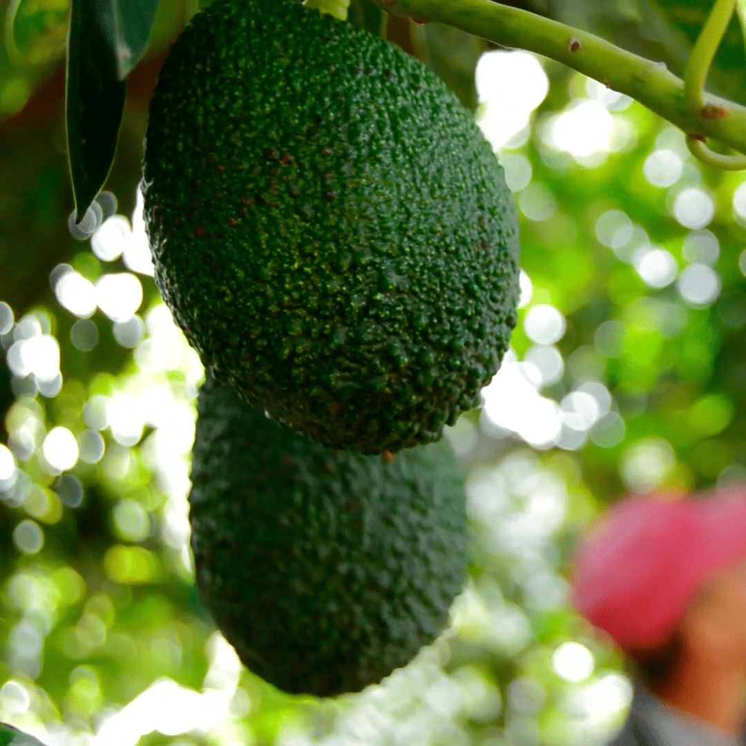 Avocado History: The Mexican Avocado Avocado History: The Mexican Avocado