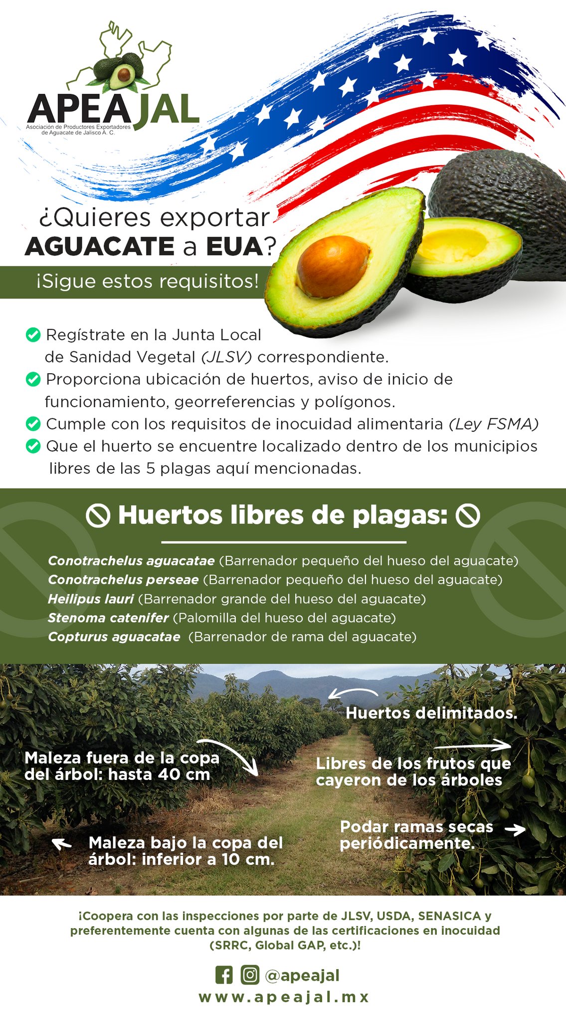 Publica APEAJAL requisitos para exportar Aguacate de Jalisco a USA