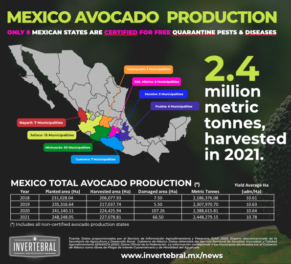 Mexico Hass Avocado annual production